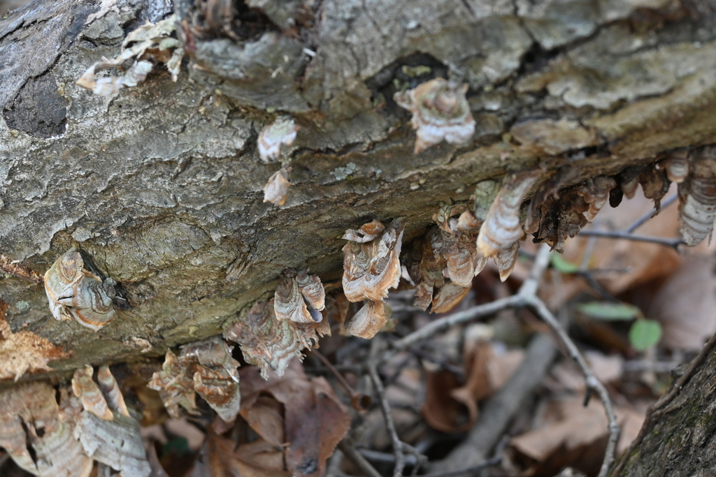 Stereum complicatum · December 2025 · photo: © merkertgrace (iNaturalist, cc-by)