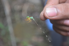 Pandanobasis cantuga