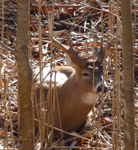 White-tailed Deer