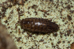 Chaetophiloscia sicula