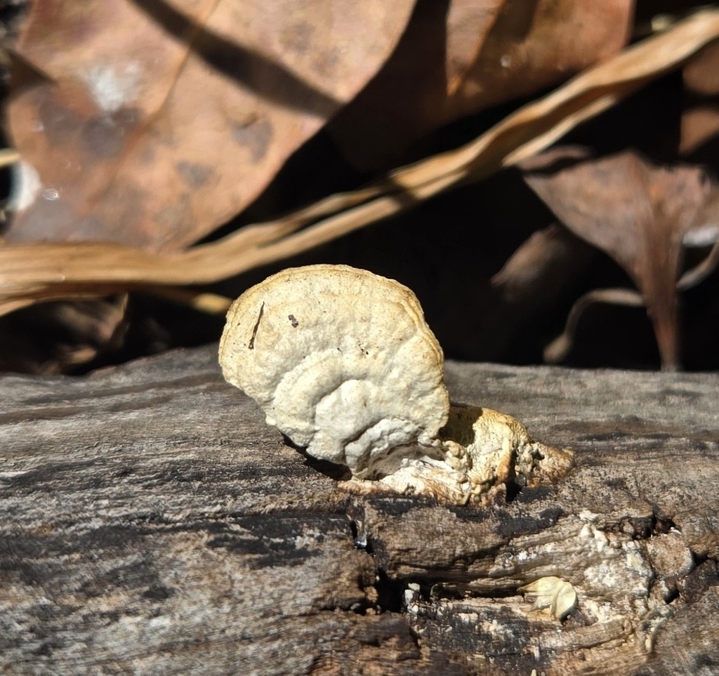 Trametes lactinea · December 2025 · photo: © benfungi (iNaturalist, cc-by)