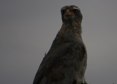 Melierax canorus canorus