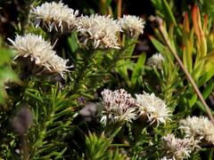Metalasia pulchella