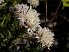Metalasia pulchella
