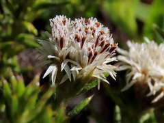 Metalasia pulchella