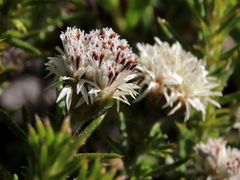 Metalasia pulchella
