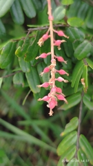 Cnestis palala