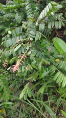Cnestis palala