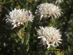 Metalasia pulchella