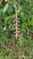 Cnestis palala