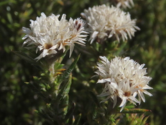 Metalasia pulchella