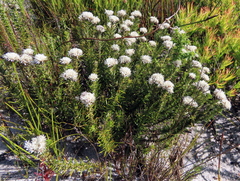 Metalasia pulchella