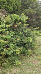 Cnestis palala