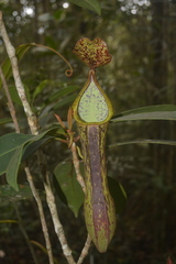 Nepenthes