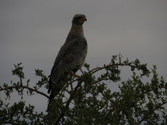 Melierax canorus canorus