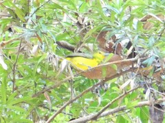 Aegithina lafresnayei