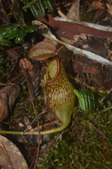 Nepenthes
