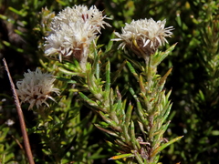 Metalasia pulchella