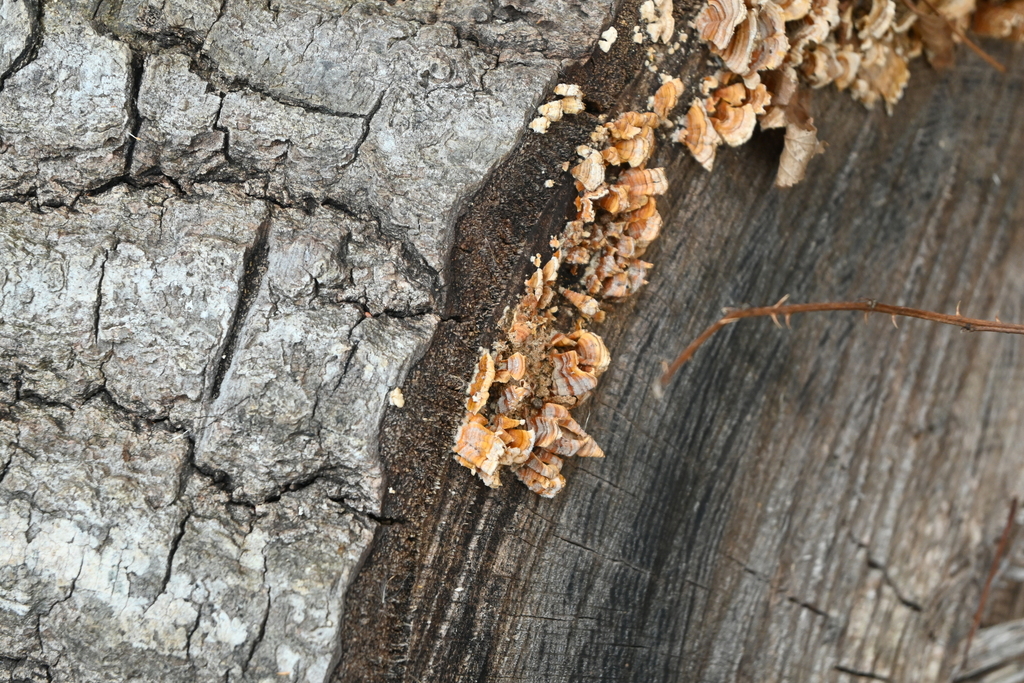 Stereum complicatum · December 2025 · photo: © merkertgrace (iNaturalist, cc-by)