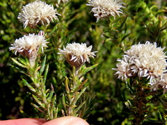 Metalasia pulchella
