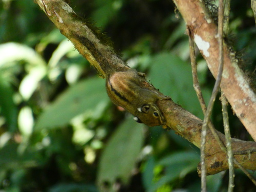 Himalayan Striped Squirrel, Mengla, Xishuangbanna, Yunnan, China, photo 9 of 10