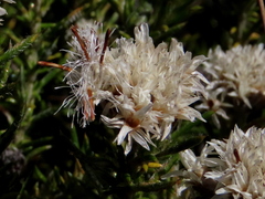 Metalasia pulchella