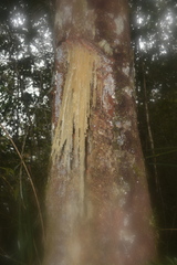Agathis dammara