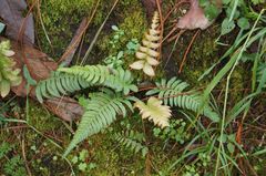 Blechnum appendiculatum