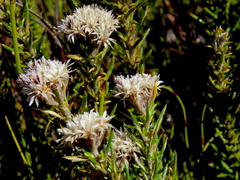 Metalasia pulchella
