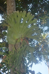 Platycerium grande