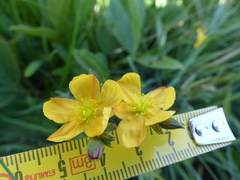 Hypericum lalandii