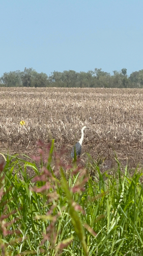 White-necked Heron