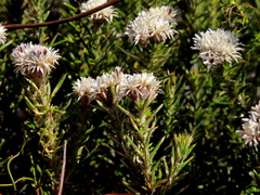 Metalasia pulchella