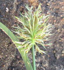 Cyperus decurvatus image