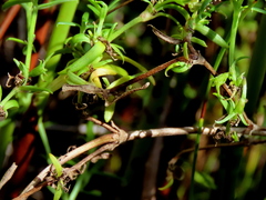 Carpacoce spermacocea