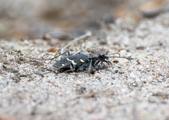 Cicindela sylvatica