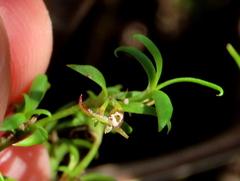 Carpacoce spermacocea