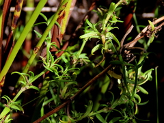Carpacoce spermacocea