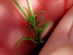 Carpacoce spermacocea