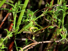 Carpacoce spermacocea