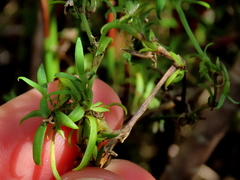 Carpacoce spermacocea