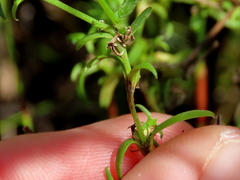 Carpacoce spermacocea