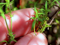 Carpacoce spermacocea