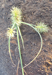 Cyperus decurvatus image