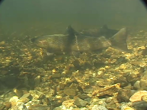 Salmonidae image