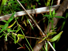 Carpacoce spermacocea