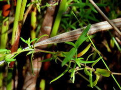 Carpacoce spermacocea