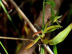Carpacoce spermacocea