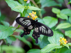 Pachliopta polyphontes