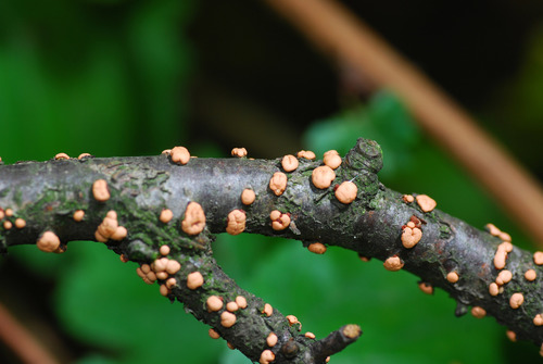 Paprastasis Raudonspuogis nuotrauka